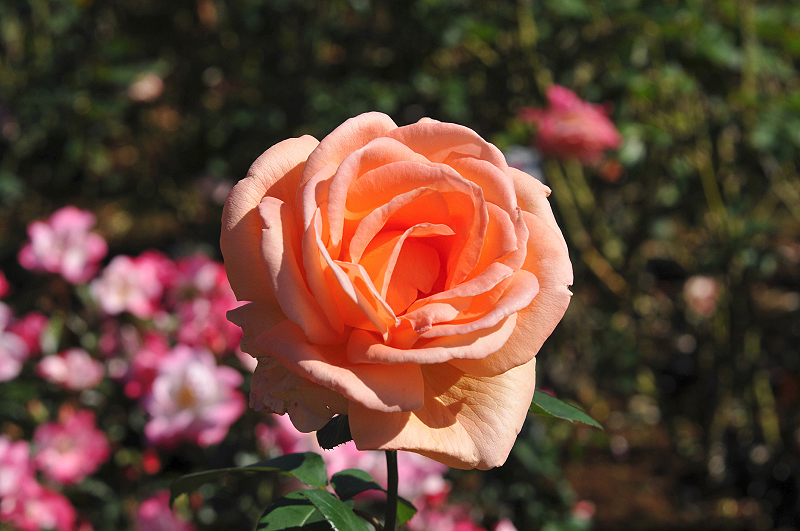 image0235