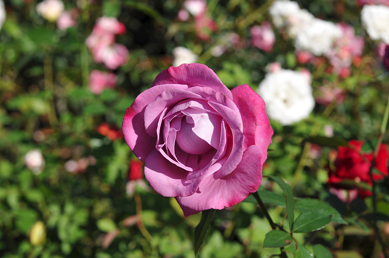 image0236