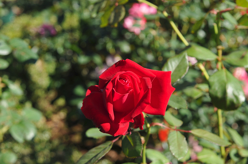 image0237