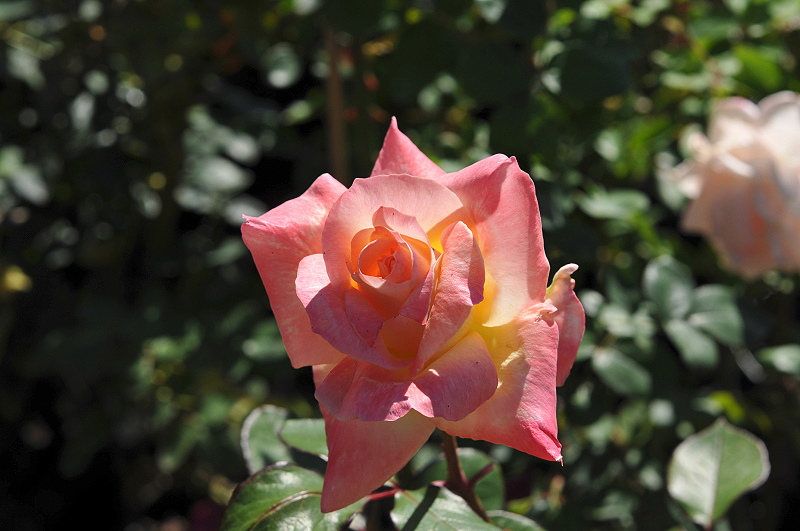 image0238