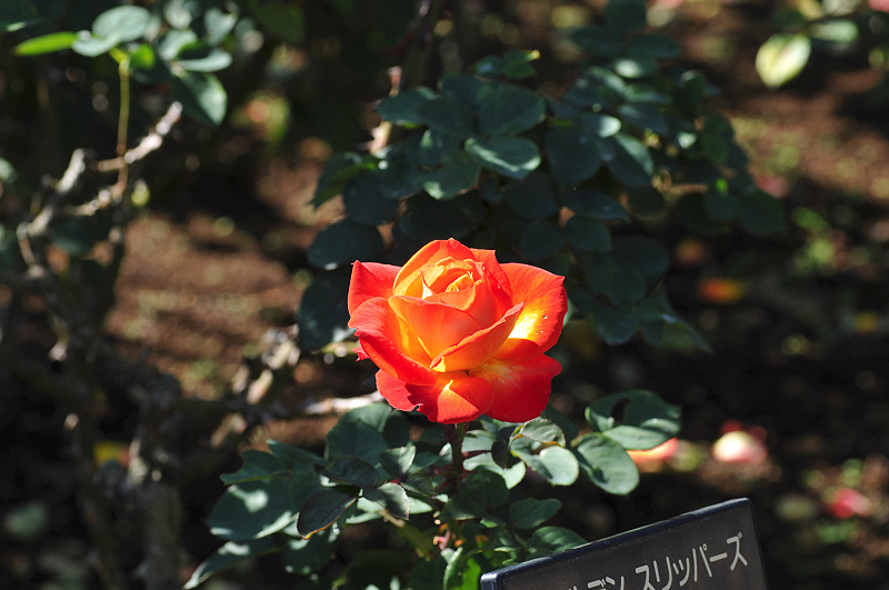 image0239