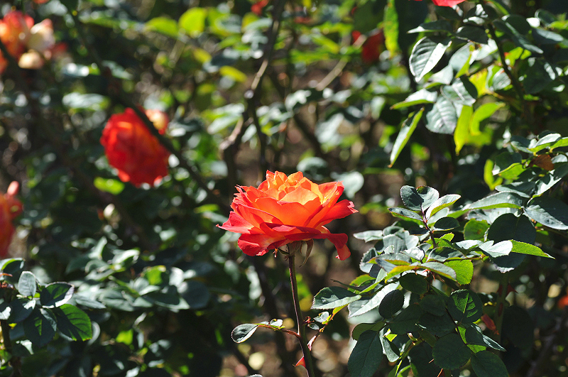 image0240