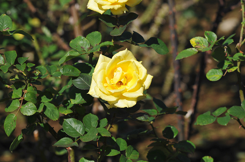 image0243