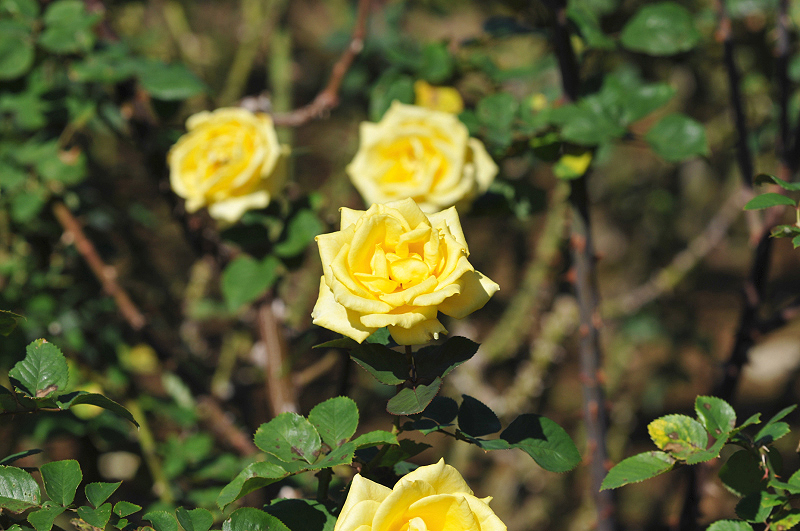 image0244