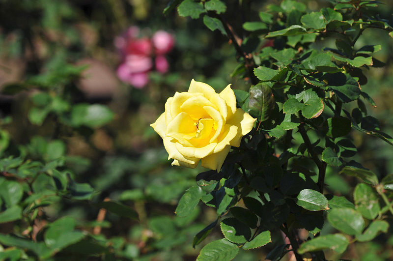 image0245