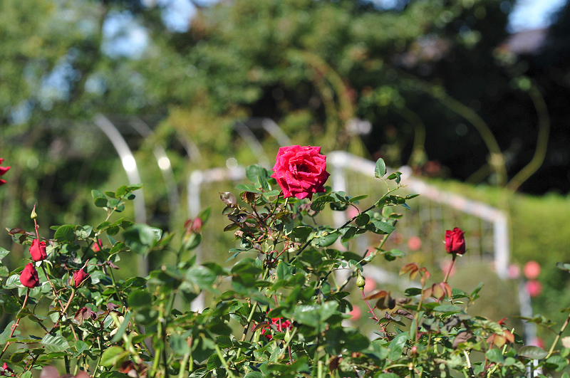 image0249