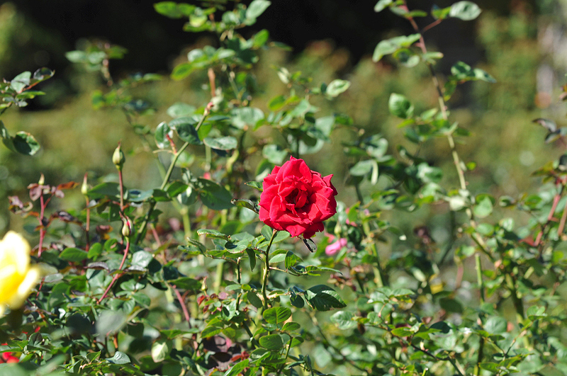 image0250