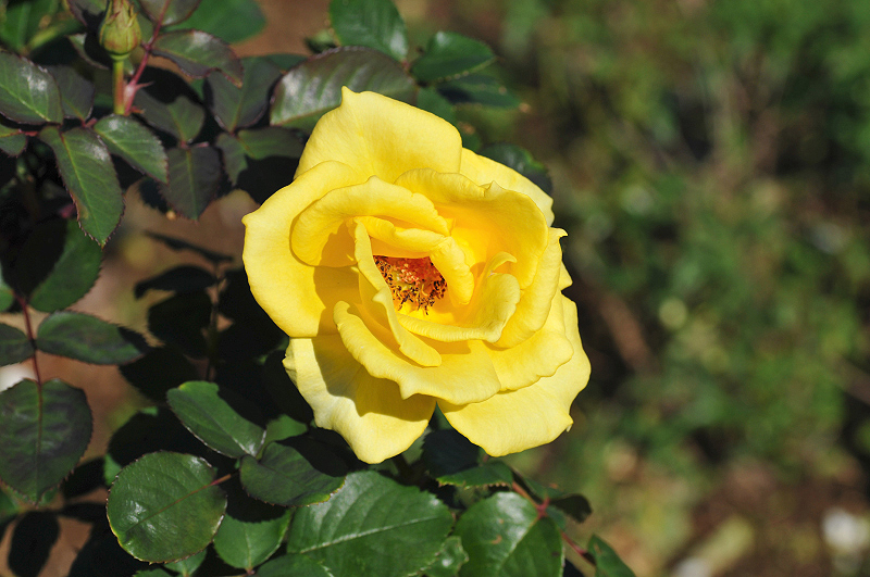image0251