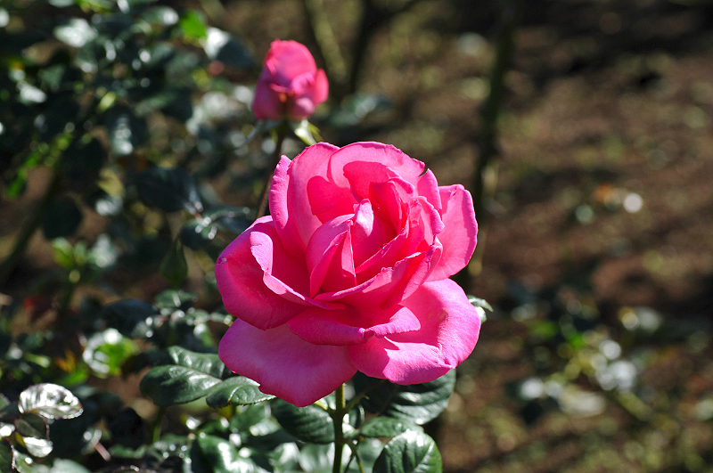 image0257