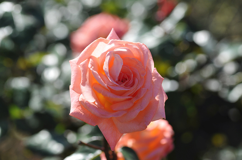 image0259