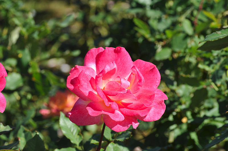 image0262