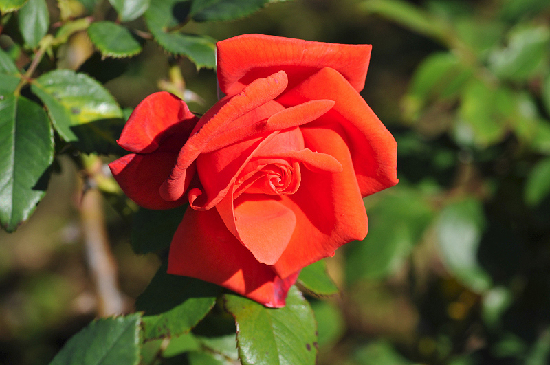 image0263