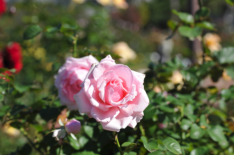 image0265