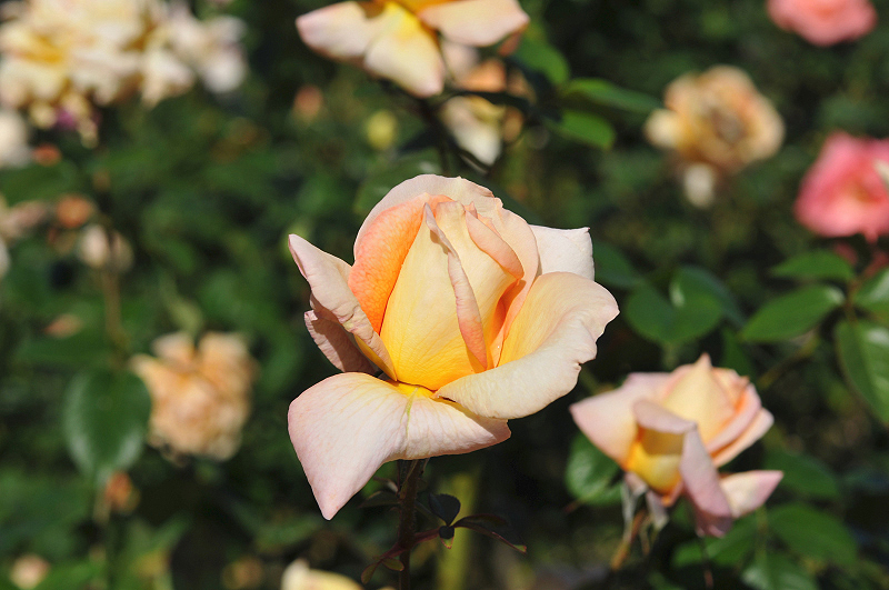 image0266