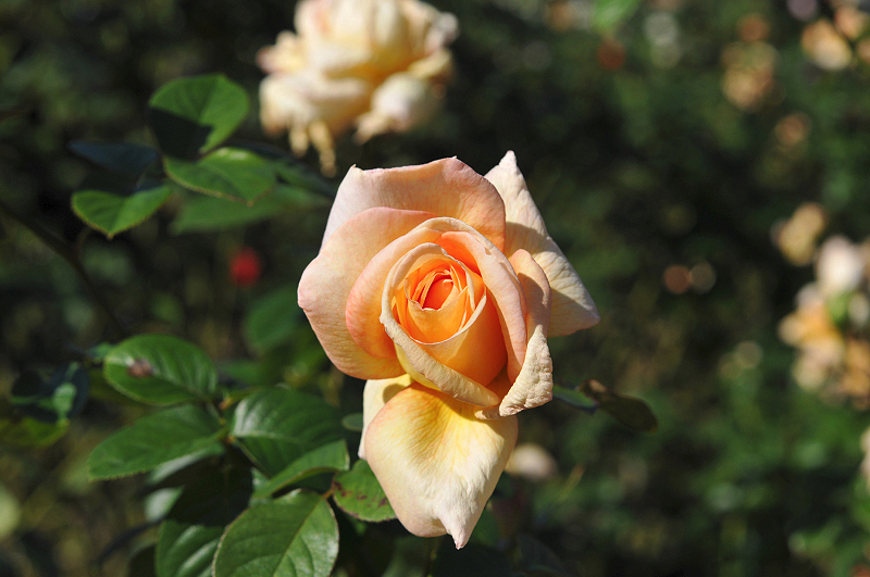 image0269