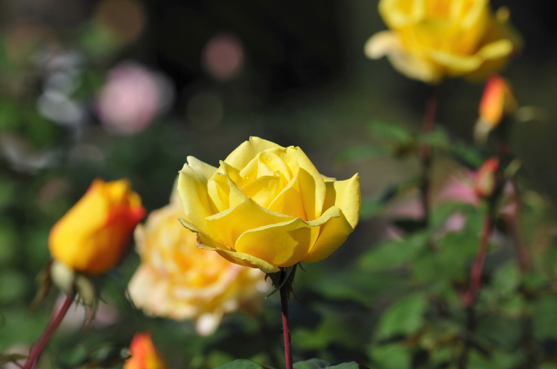image0271