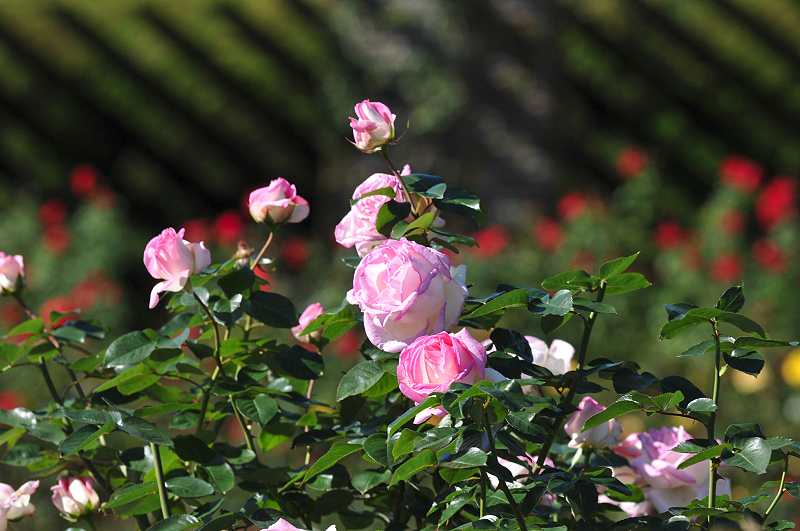 image0274
