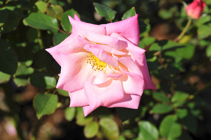 image0276