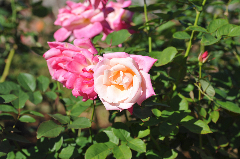 image0277