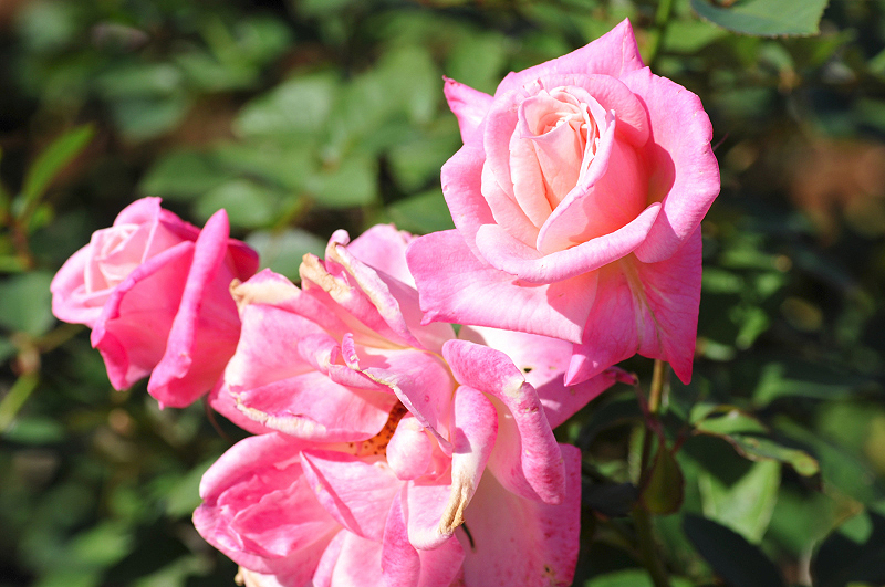 image0278