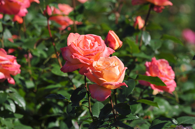 image0281