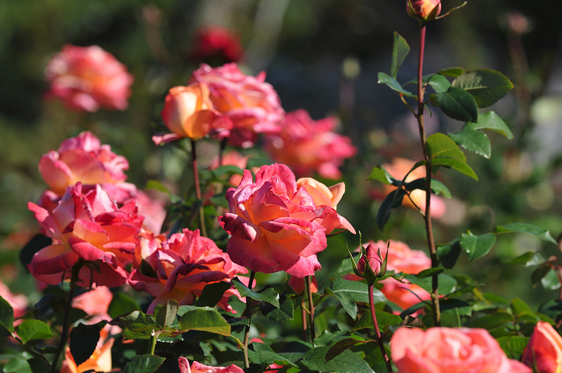 image0283