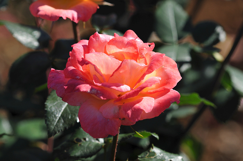 image0284