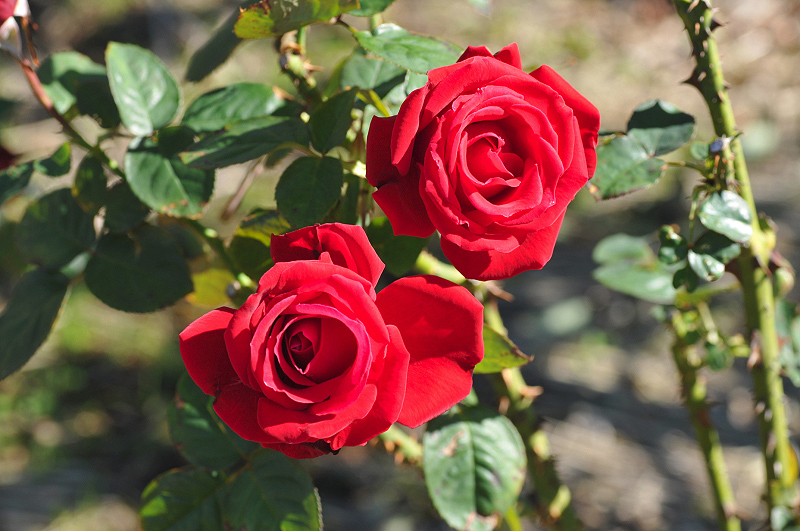 image0285