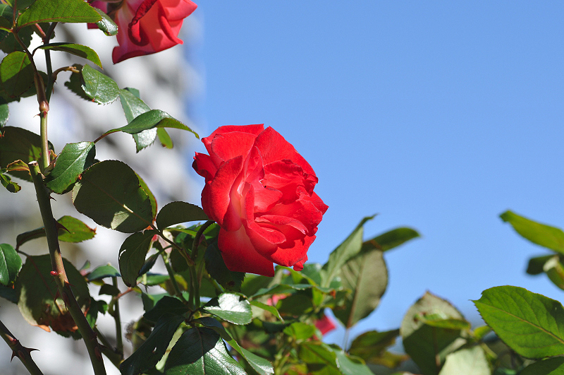 image0286