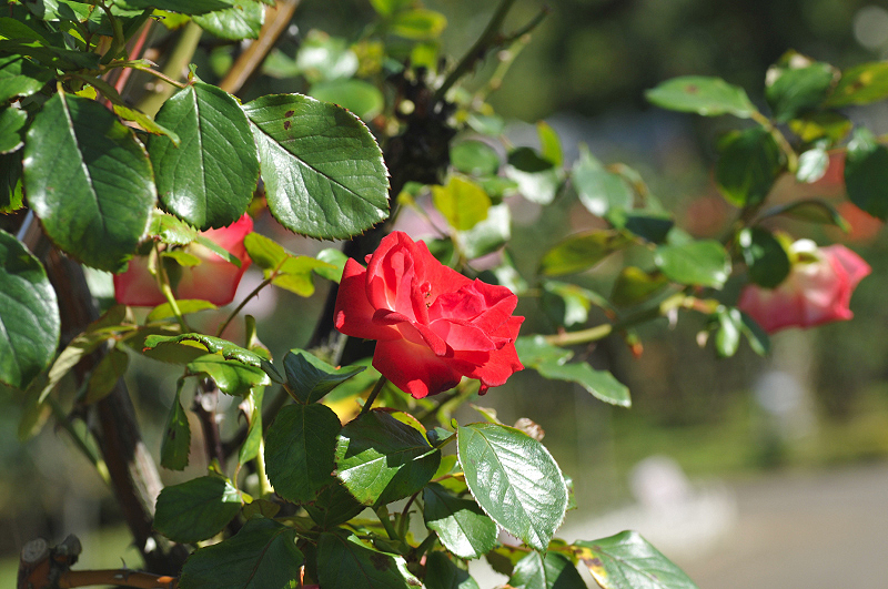 image0287