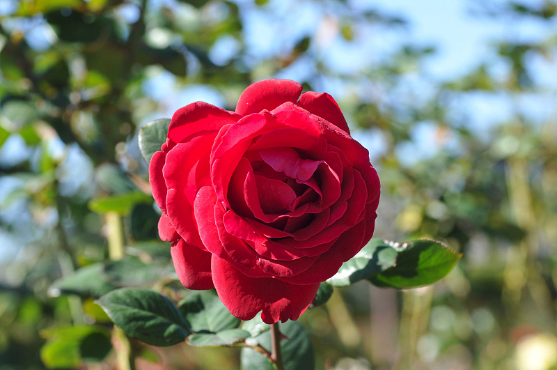 image0288