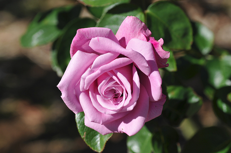 image0290
