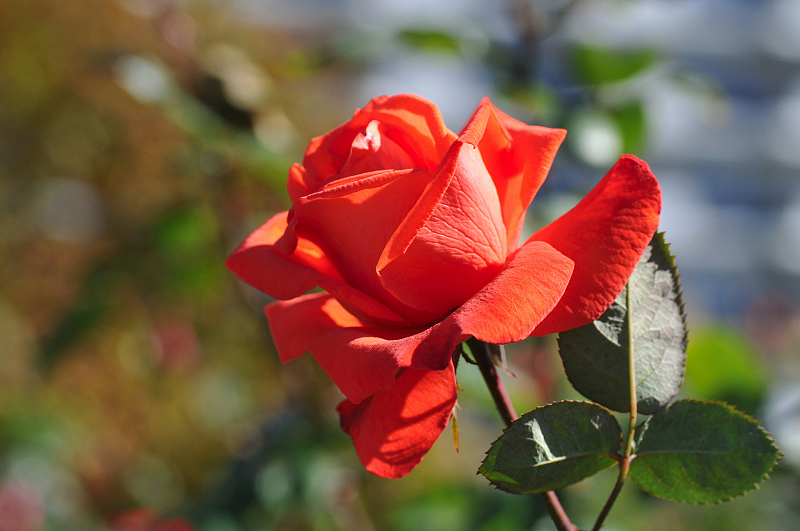 image0291