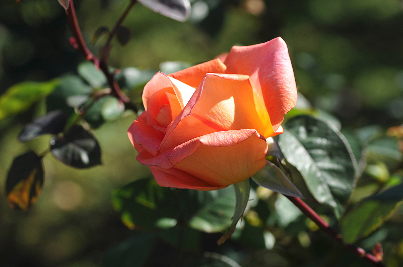 image0294