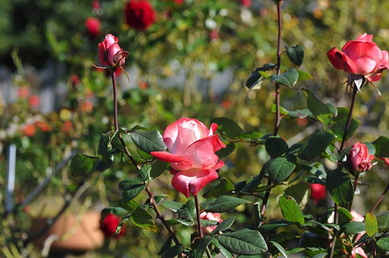 image0295