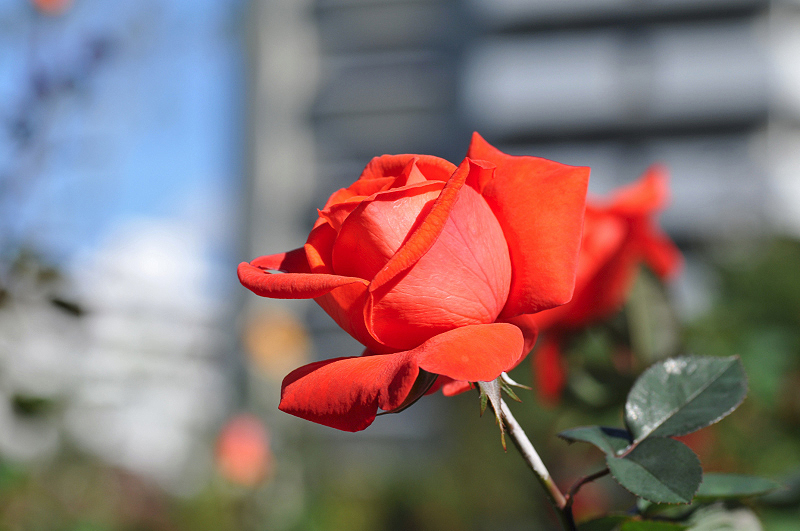 image0296