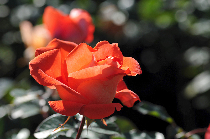 image0298