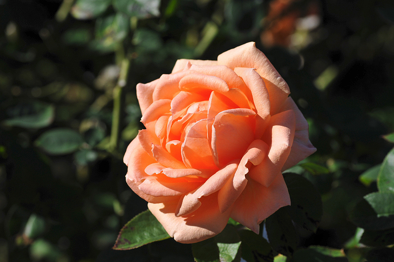 image0299