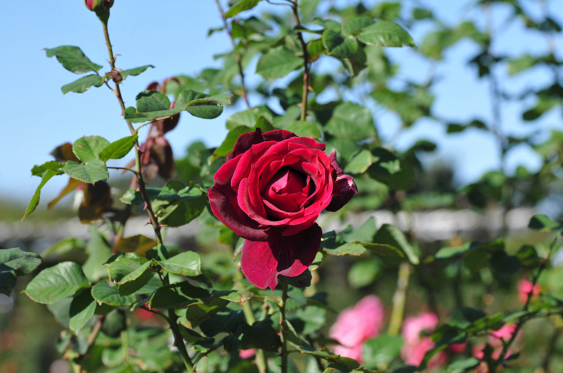 image0300