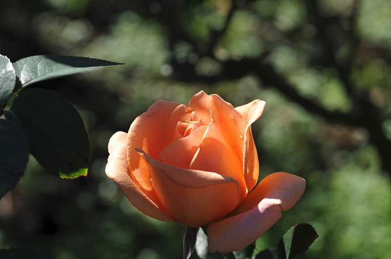 image0302