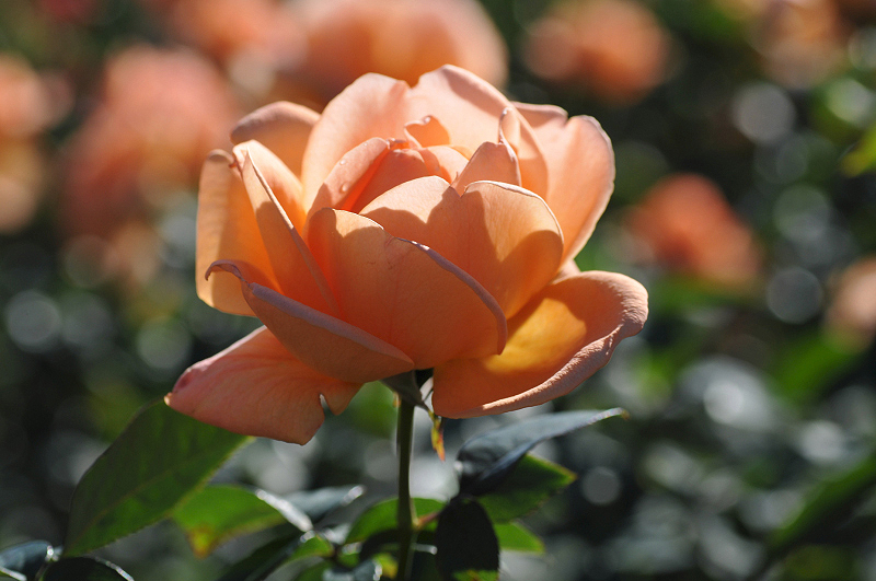 image0303