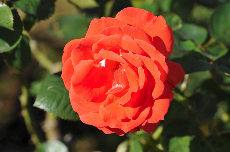 image0306