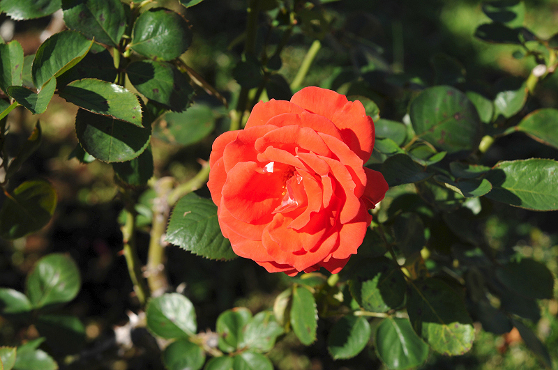 image0307