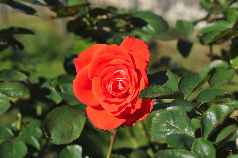 image0308