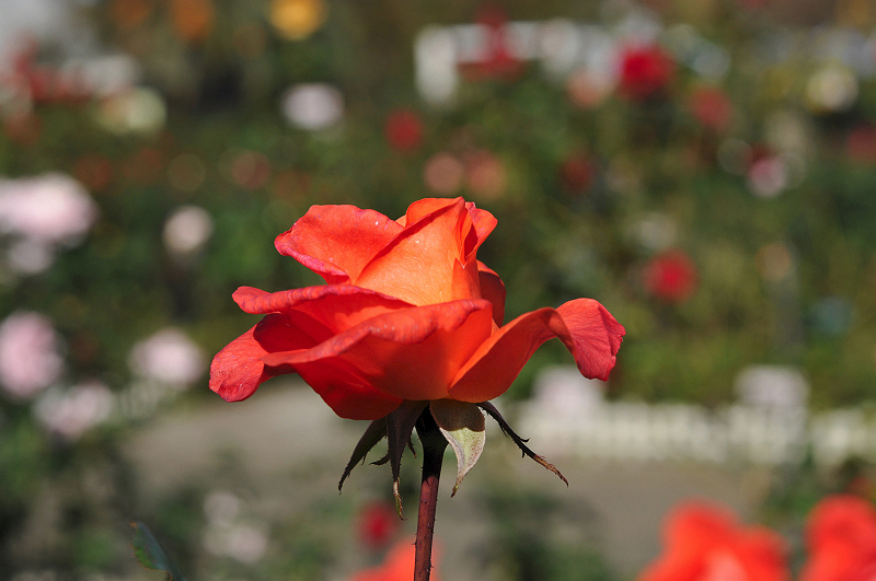 image0310