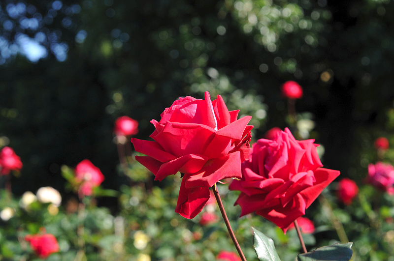 image0312