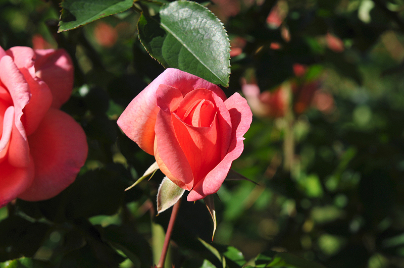 image0313