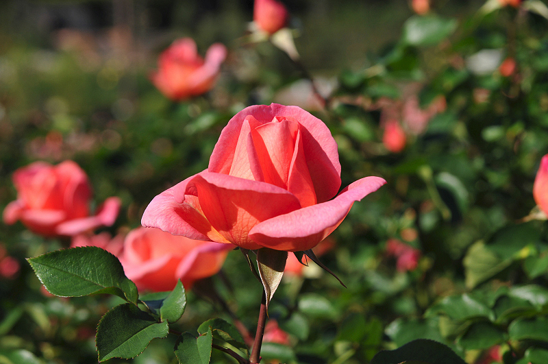 image0314