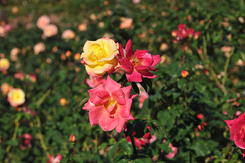 image0315