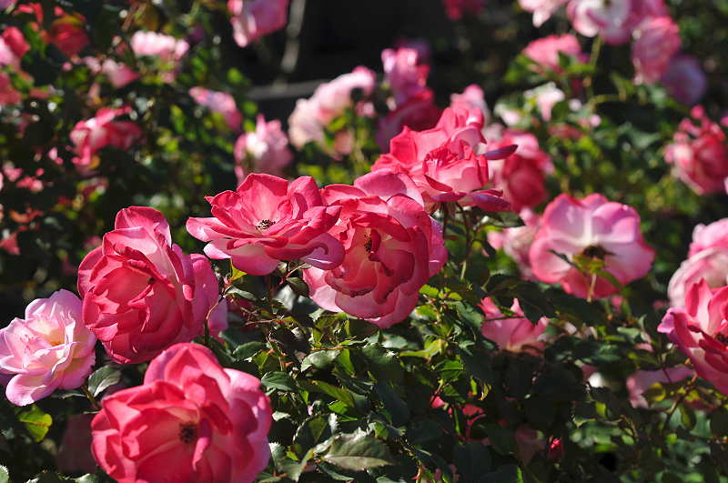 image0326